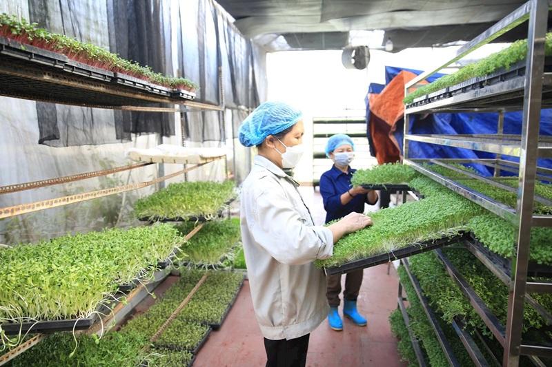 Thủ tục thành lập hợp tác xã với 4 bước cơ bản