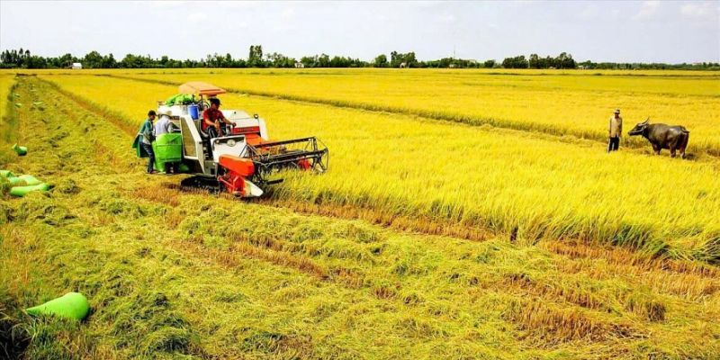 Chủ đất nông nghiệp phải thực hiện nghĩa vụ nộp thuế sử dụng đất