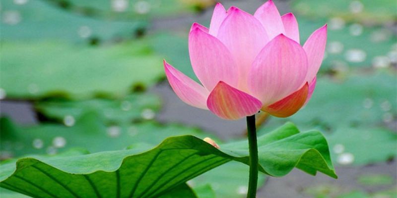 Hoa sen được nhiều người coi là quốc hoa của nước ta
