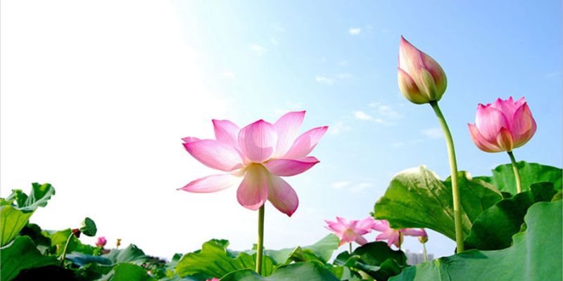 Quốc hoa của Việt Nam chưa được xét duyệt