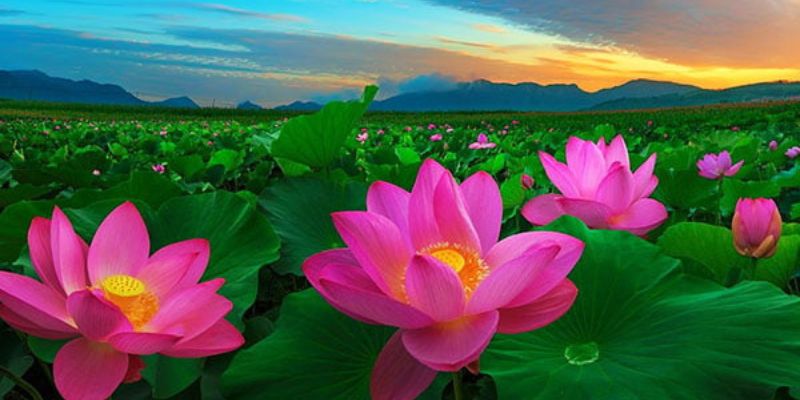 Hình ảnh hoa sen trong lòng người dân Việt rất đặc biệt
