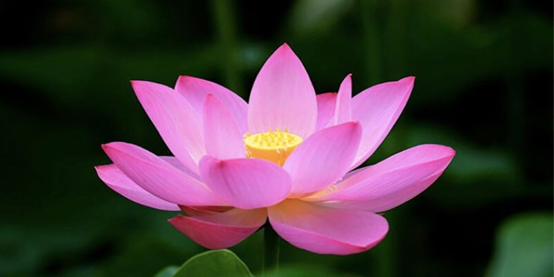 Biểu tượng quốc hoa của mỗi đất nước là độc nhất