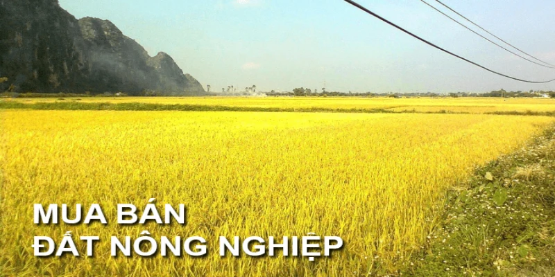 Chuyển nhượng đất nông nghiệp là nhu cầu phổ biến hiện nay